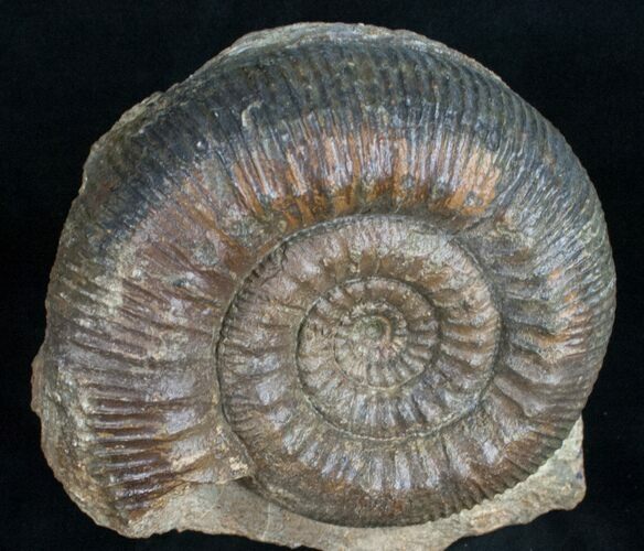 Beautifully Display Stephanoceras Ammonite #10881